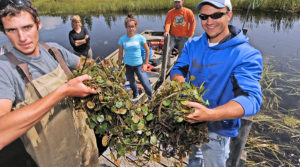 Photo of students removing invasive plants